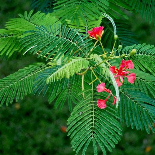 Acacia Roja - Vista 3